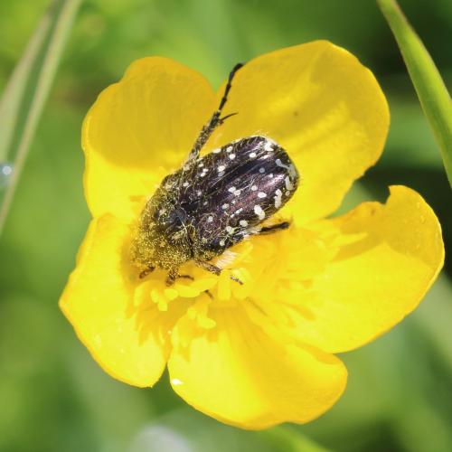 Oxythyrea funesta